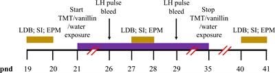 Role of Posterodorsal Medial Amygdala Urocortin-3 in Pubertal Timing in Female Mice